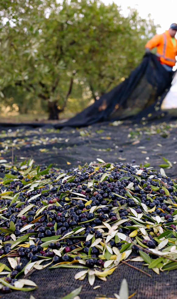 Ground-level perspective of purple olives and leaves on a black harvesting net. In the background, an out of focus worker in an orange safety jacket holds the end of the net.