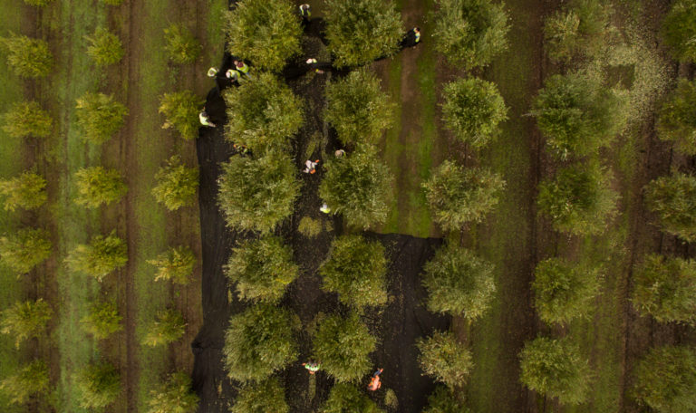 Aerial view of an olive orchard. The 3 center rows have black olive catching net on the ground and there are 13 workers.