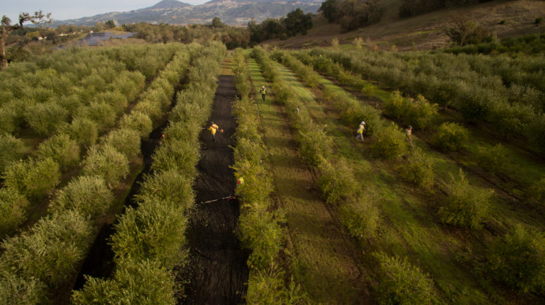 Aerial view looking down rows of an olive orchard. The left 2 rows have black olive harvesting net on the ground. There are 7 workers. In the background are rolling hills, oak trees, and a small lake on the left.