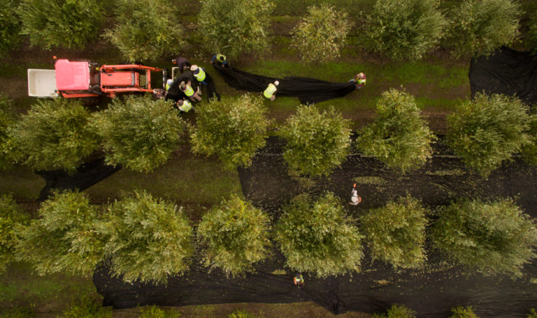 Aerial view of 3 olive orchard rows. The ground is covered in black olive harvesting net. In the top left, workers are collecting the net to pour olives into a container in front of a red tractor.