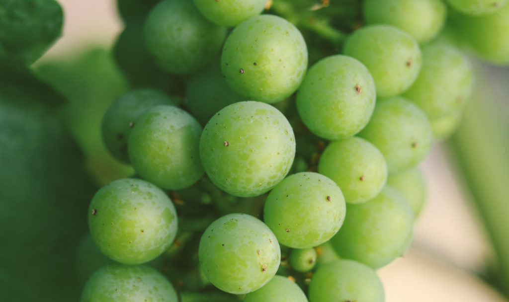 Extreme close-up of a small green cluster of grapes with a blurred vignette.