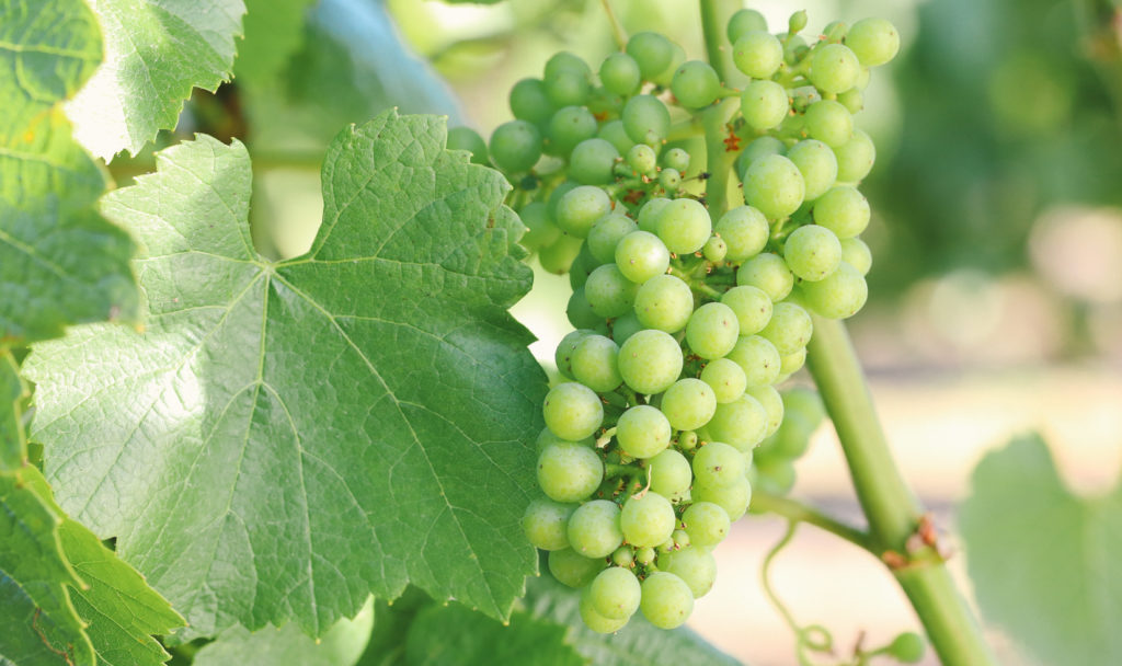 The sun shines on a fresh green cluster of hanging grapes with a large leaf on the left.