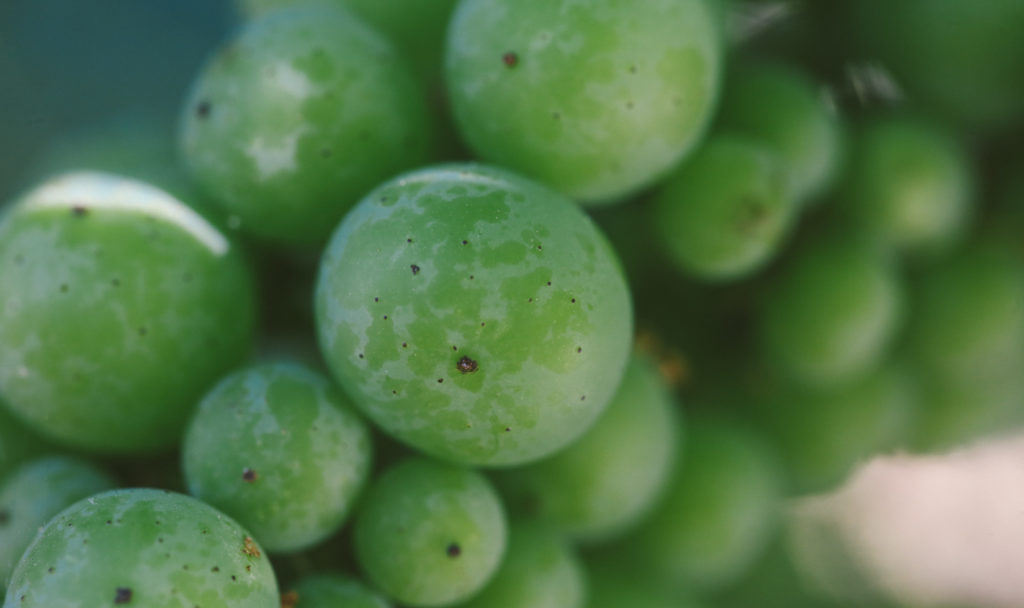 Extreme close-up of green grapes with a blurred vignette.
