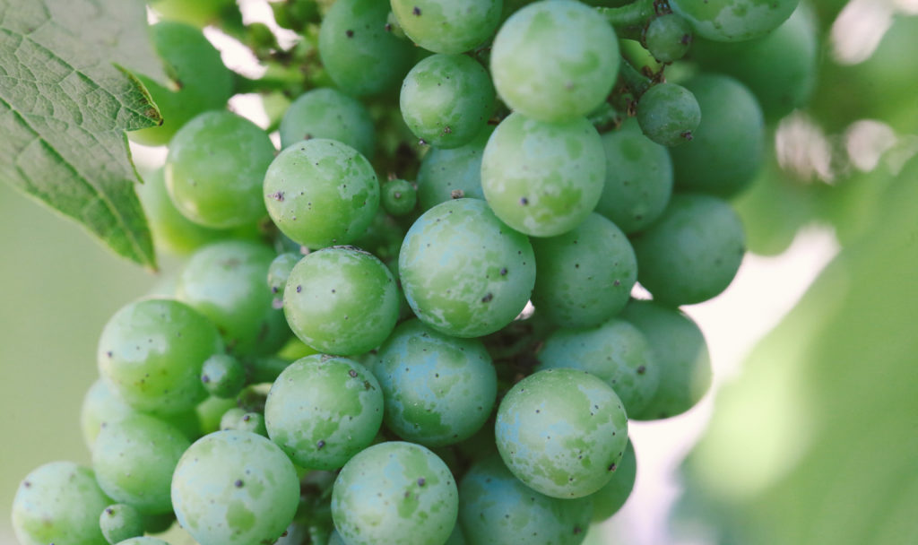 Extreme close-up of a green cluster of grapes and leaves with a blurred vignette.