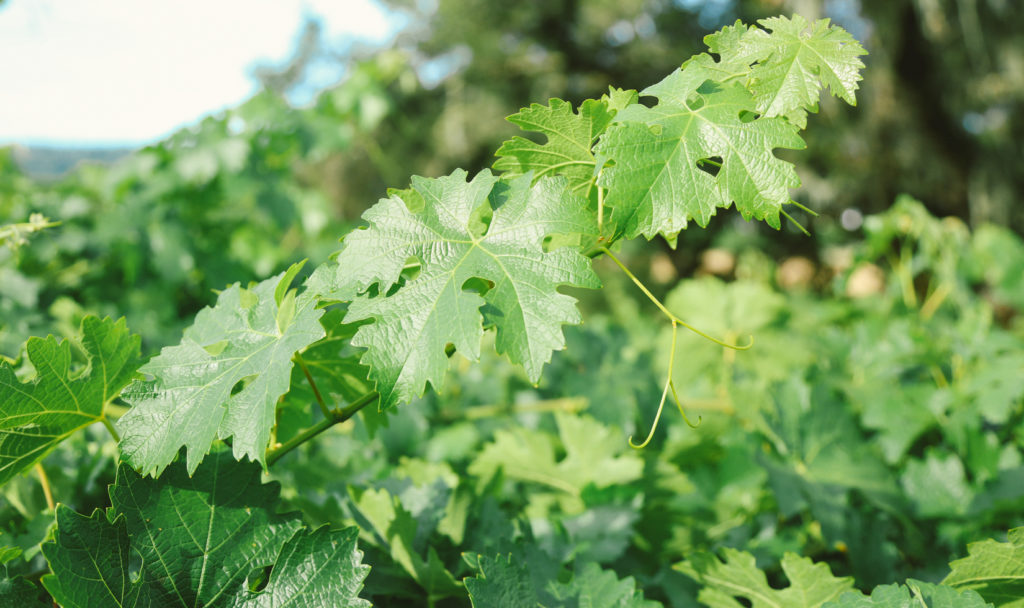 Close-up of green grapevine leaves.