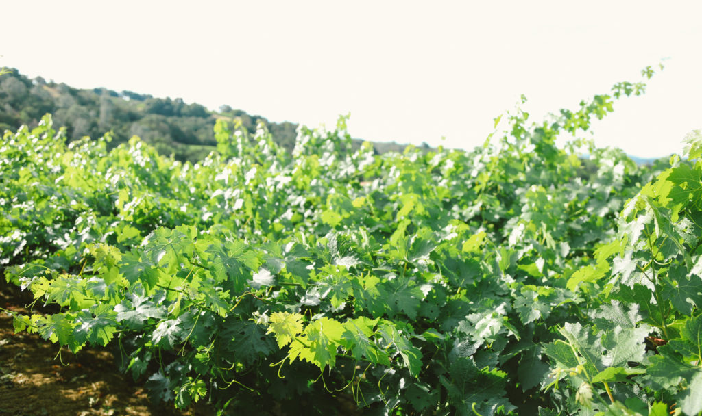 Tops of luscious green vines with clear skies above.