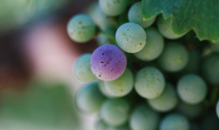 Extreme close-up of a green grape cluster with a single red grape.