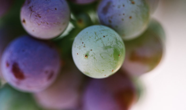 Extreme close-up of a red grape bundle with a single green grape.