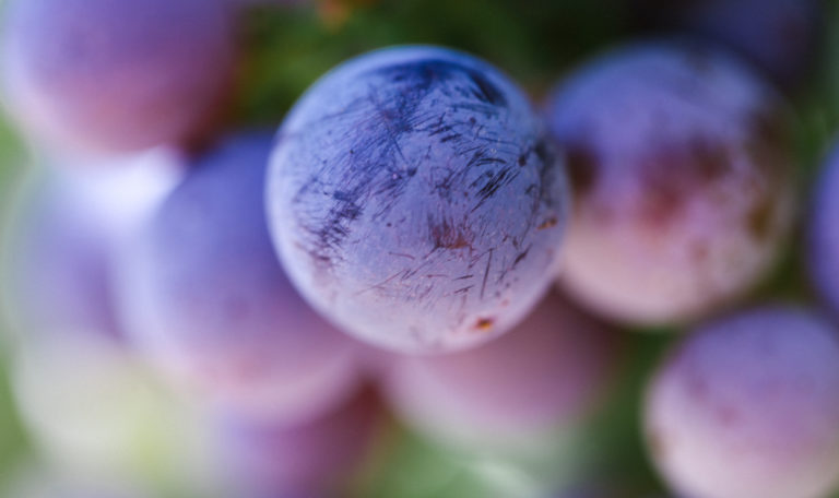 Extreme close-up of a red grape on a cluster.