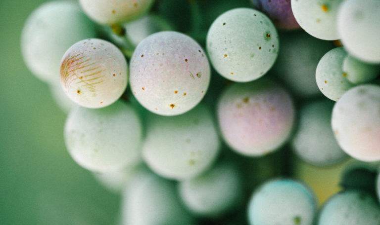 Extreme close-up of a green grape cluster. Some of the grapes are slightly pink.