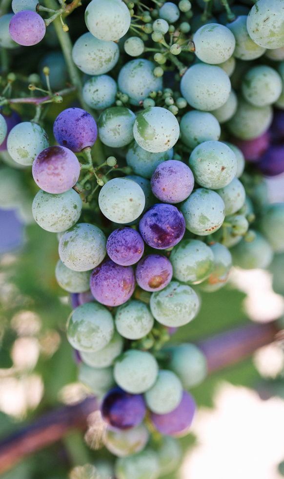 Close-up of a cluster of big grapes hanging. Most are green but some are purple.