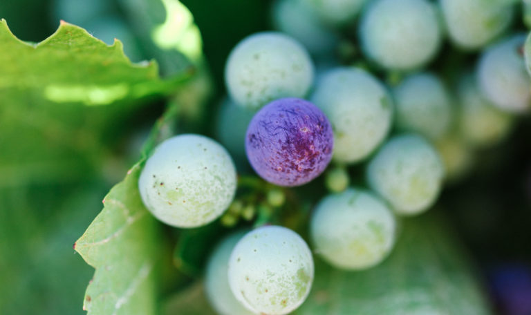 Extreme close-up of the tip of a green grape cluster resting on a leaf. The last grape is purple.