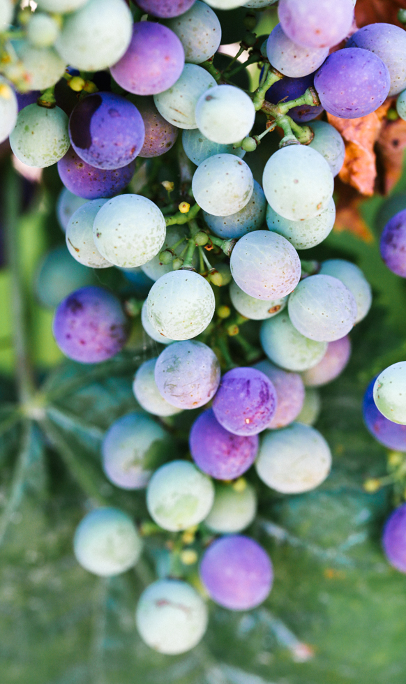 Close-up of a cluster of big grapes hanging. Most are green but some are purple.