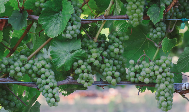 Close-up of green grape bundles hanging on the vine with leaves behind.