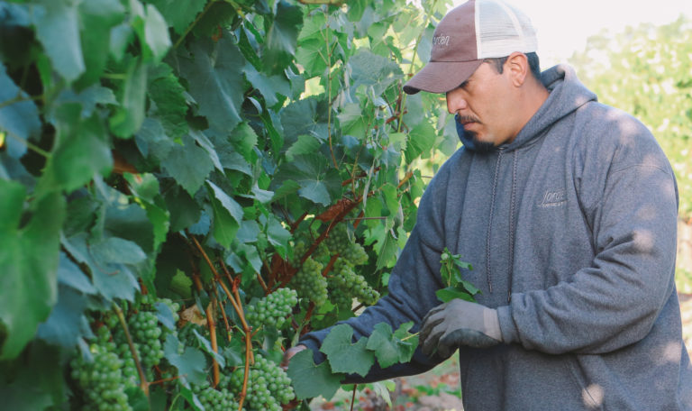 A man in a grey hoodie and brown baseball hat examines green grapes on the vine.