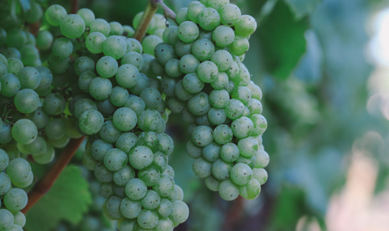 Extreme close-up of 3 bundles of green grapes on the left.