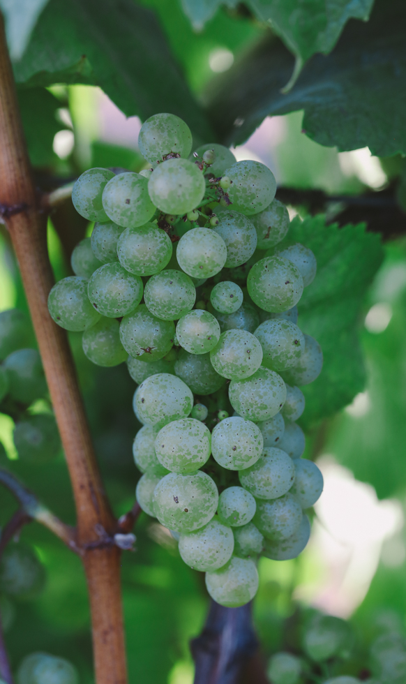 Close-up of a green grape cluster next to a branch in the shade.