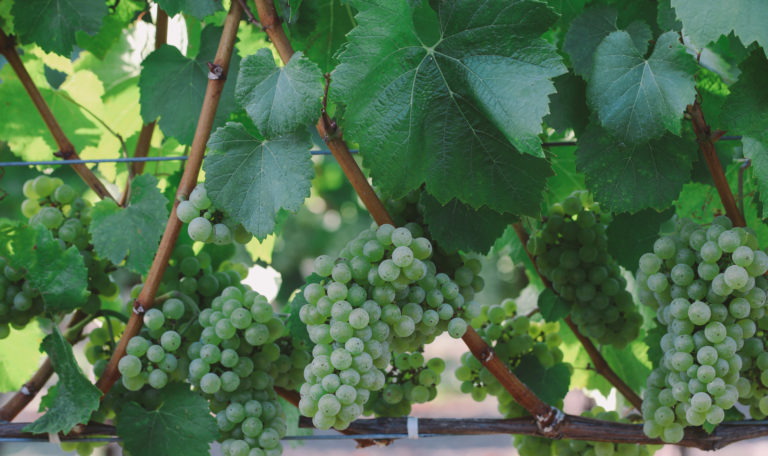 Green grape clusters on the vine under big leaves.
