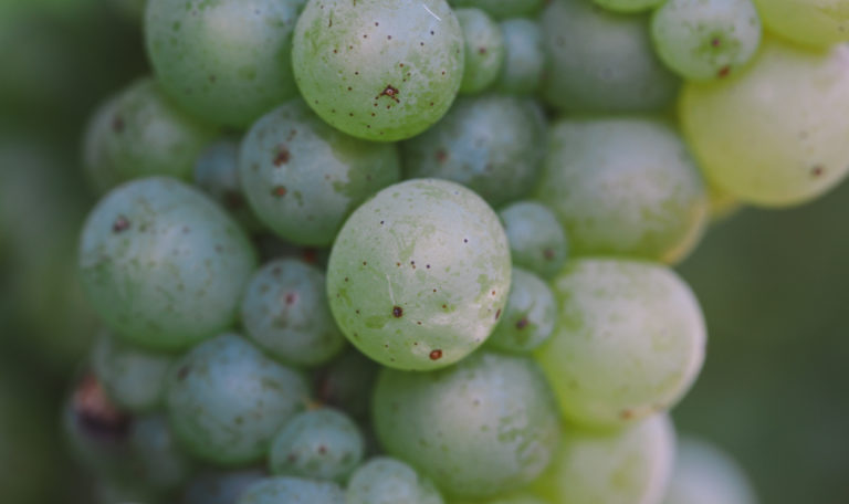 Extreme close-up of greenish yellow chardonnay grapes.