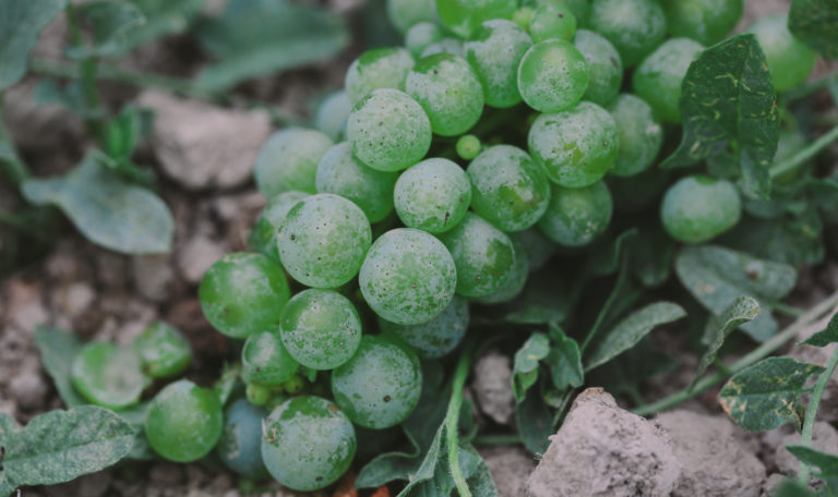A vibrant green grape cluster on taupe colored dirt surrounded by small ivy.