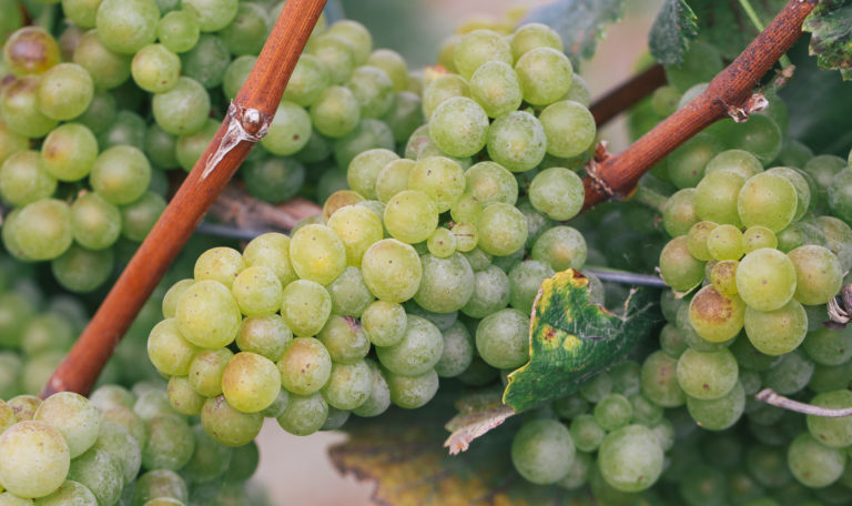 Extreme close-up of a green bundle of grapes on the vine.