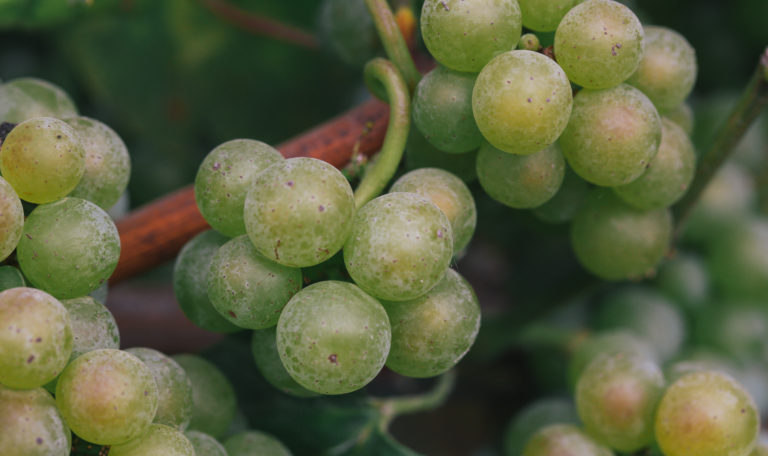 Extreme close-up of tiny grape bundles on a branch.