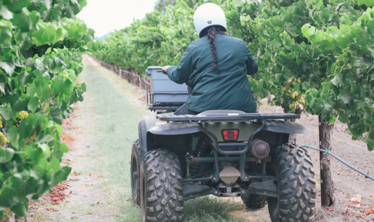 Rear view of a worker riding a quad down a vineyard row. She's wearing a white helmet, dark green jacket, with a single braid. A gray harvest bucket sits on the quad's front rack.