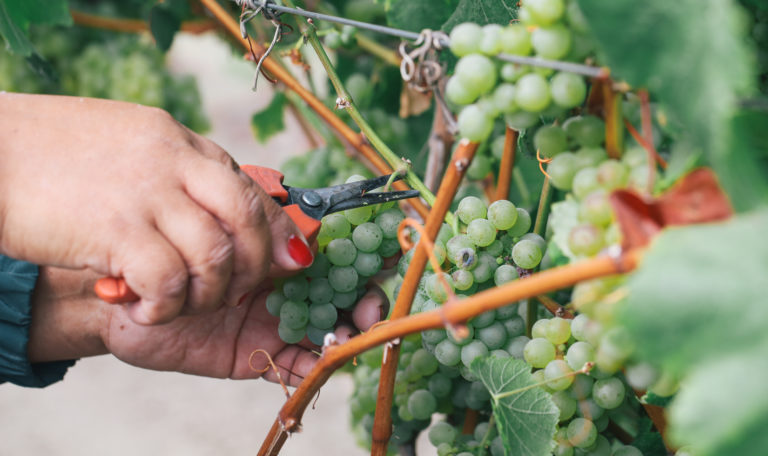 A pair of hands cutting a small bundle of green grapes from the vine with orange trimming shears.