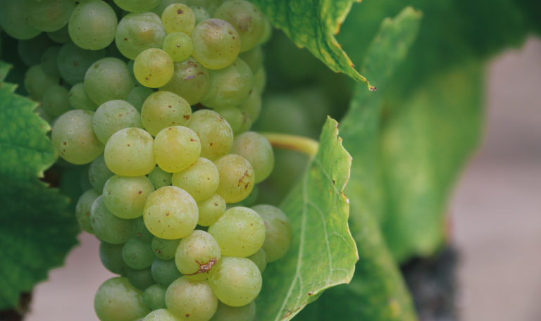 Extreme close-up of a green bundle of grapes and leaves.