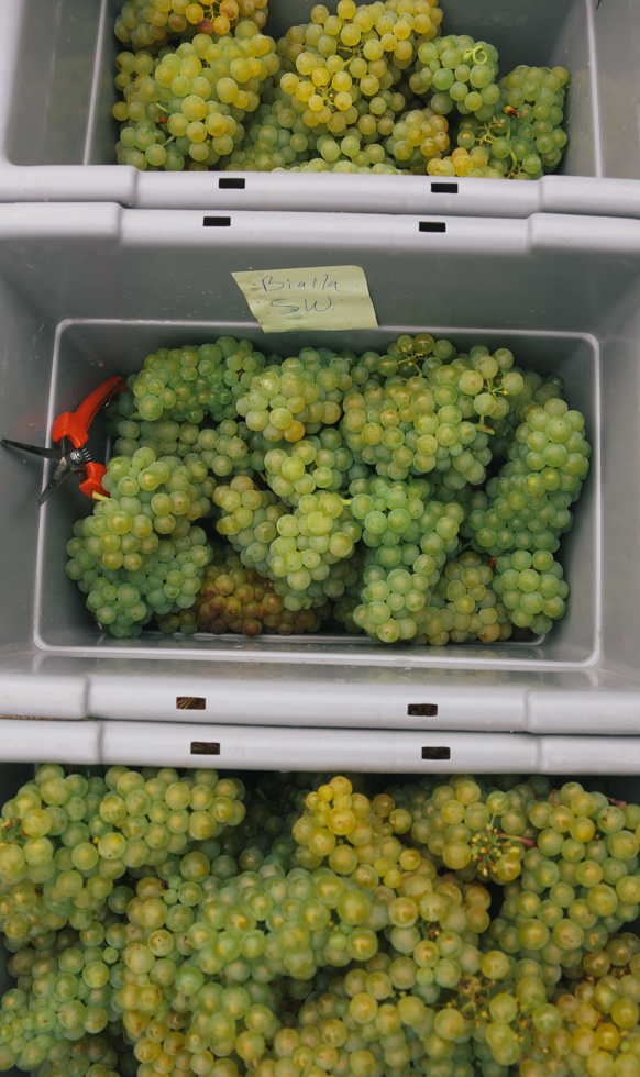 Aerial view of 3 gray buckets of freshly harvested green grapes. A red pair of trimming shears sits on the left side of the center bucket.
