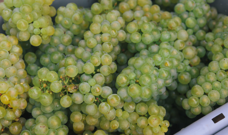 Extreme close-up of freshly harvested green grapes in a light gray bucket.