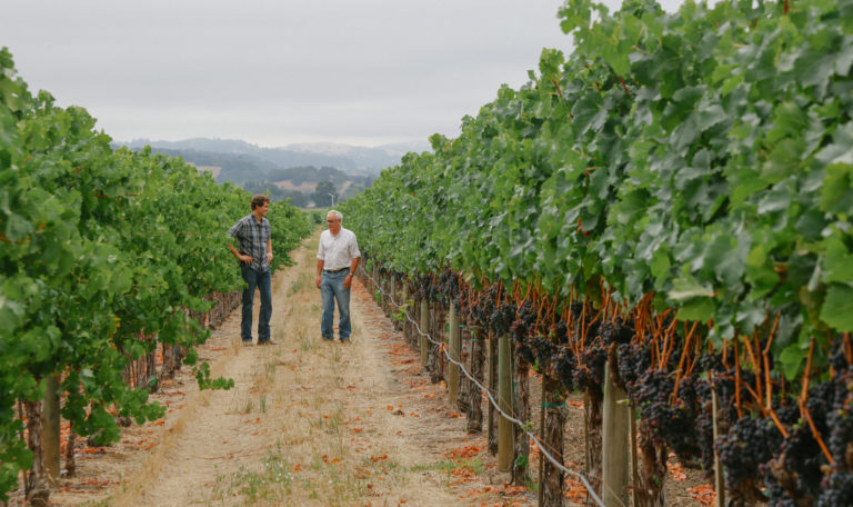 Looking down a lush vineyard row with 2 men standing in the middle ground. The man on the left stands with his hands on his hips in a short sleeve plaid shirt. The man on the right has white hair and a white button down with the sleeves partially rolled. Far in the background are foggy skies with rolling hills covered in oak trees.