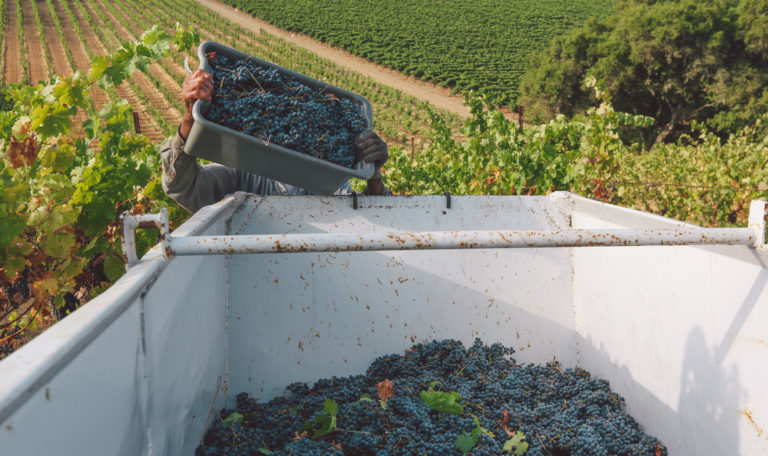 A bucket of purple grapes being poured into a large white container with vineyards and an oak tree in the background.