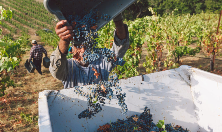 A worker pouring purple grapes into a white container in a vineyard. Another worker carrying 2 empty buckets walks downhill in the background.