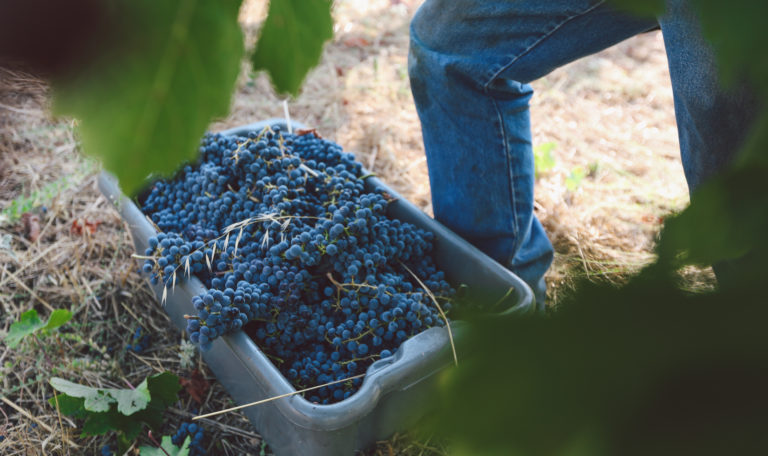 A grey bucket of freshly harvested purple grapes next to a worker's legs in the vineyards.