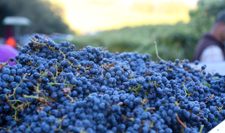 Extreme close-up of a pile of freshly harvested purple grapes.