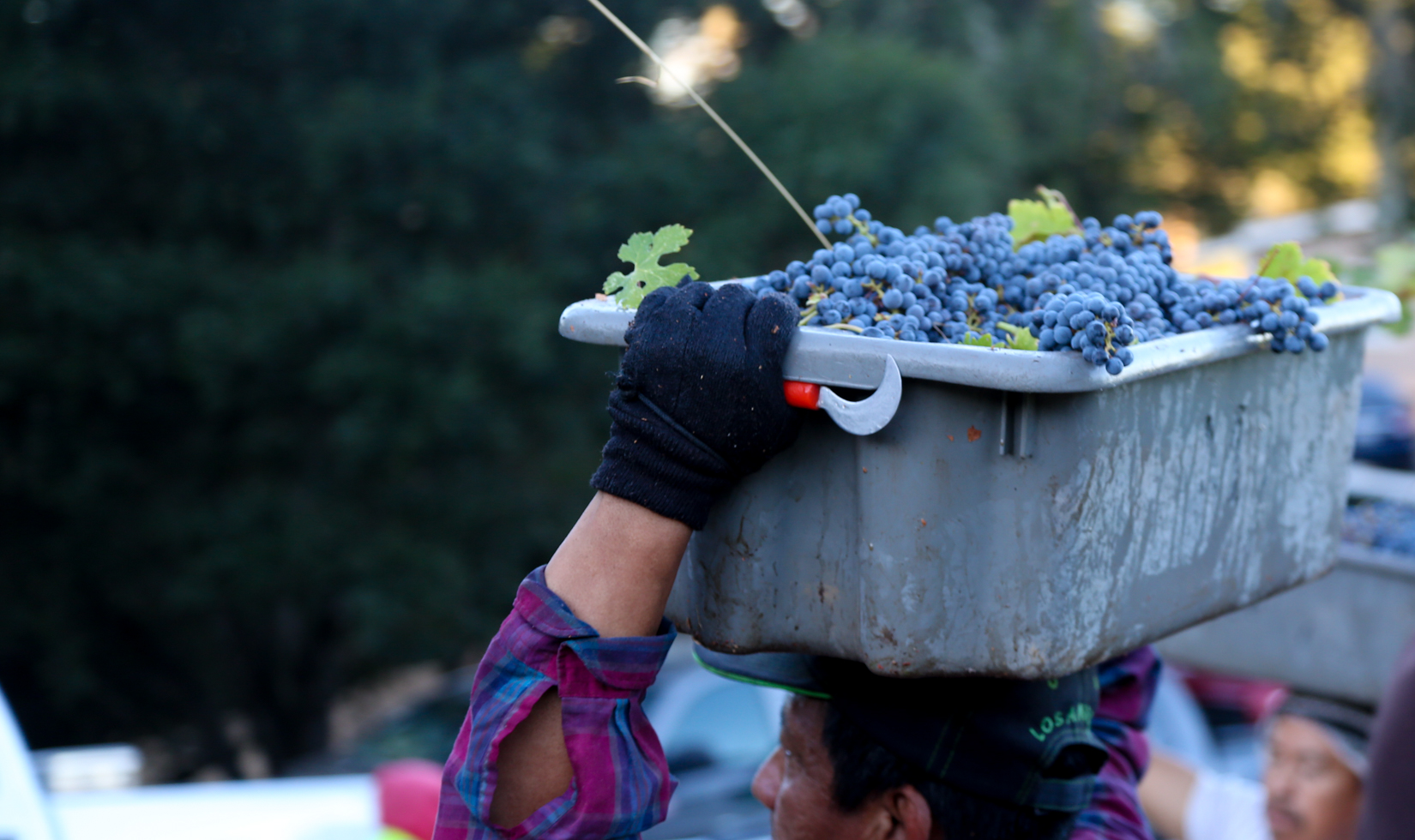 A grey bucket of purple grapes being carried on a worker's head. He's wearing black gloves and has a red grape hook in one hand.