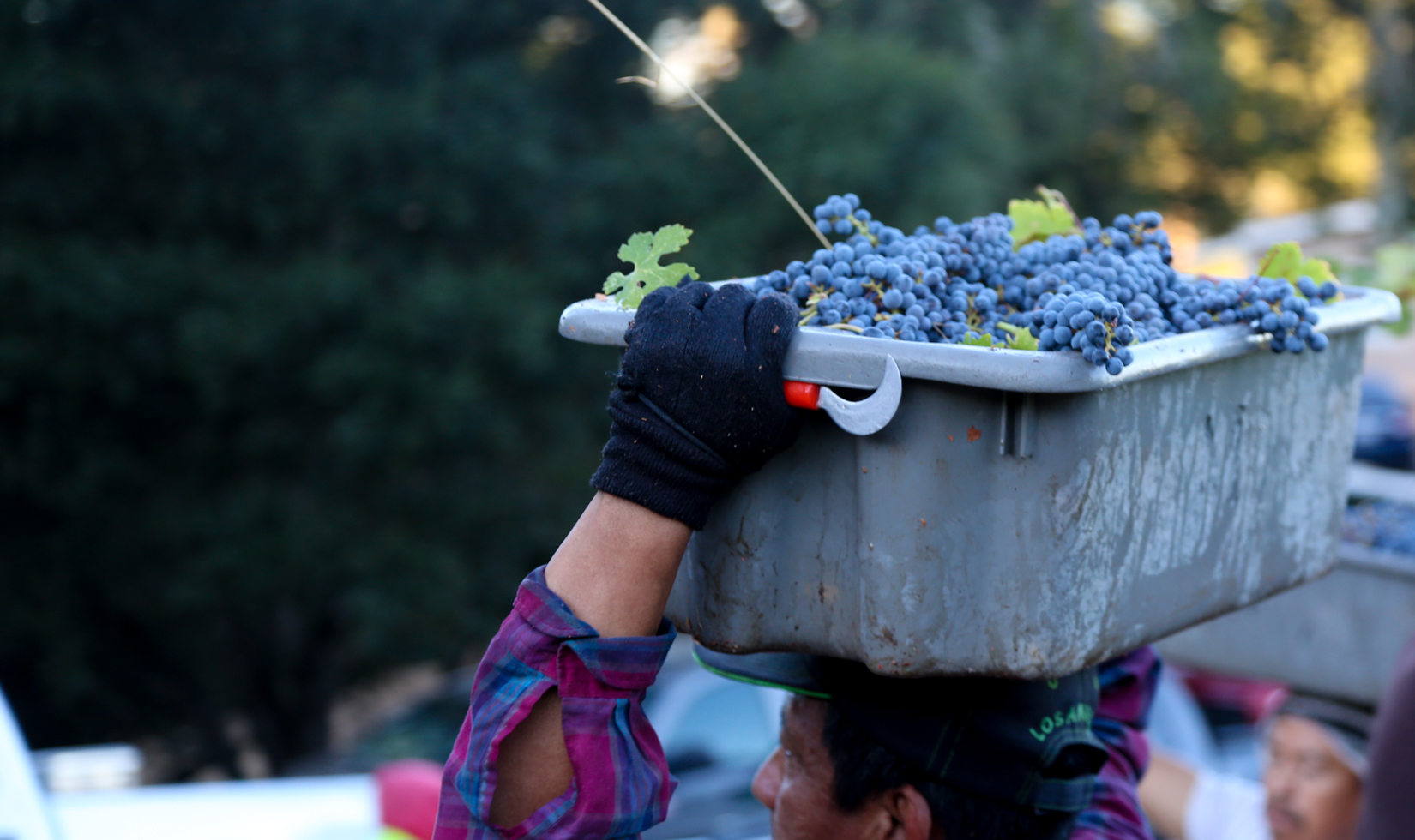 A grey skillet of purple grapes stuff carried on a worker's head. He's wearing woebegone gloves and has a red grape vaccinate in one hand.