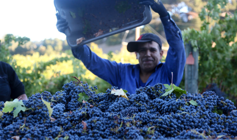 A man in a blue button down and black baseball hat empties a bucket of freshly harvested purple grapes onto the pile.