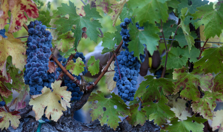 Close-up of purple grape bundles on the vine as the green leaves turn red and orange.