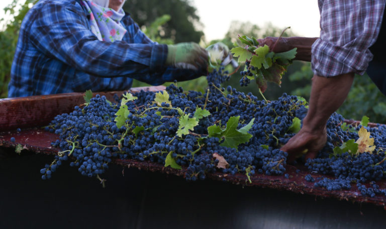 Workers in plaid de-stem freshly harvested purple grapes on the dark red sorting table in the vineyards.