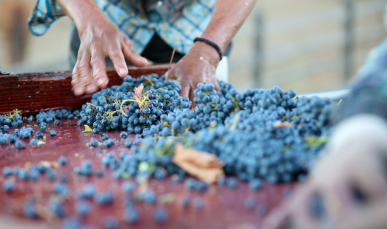Close-up of a worker's hands grabbing a bundle of purple grapes on the dark red sorting table.