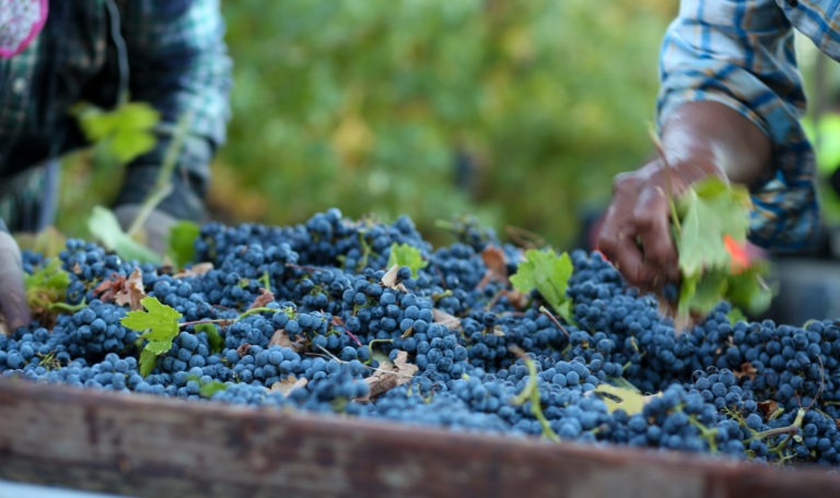 Close-up of freshly harvested purple grapes being de-stemmed by a worker.