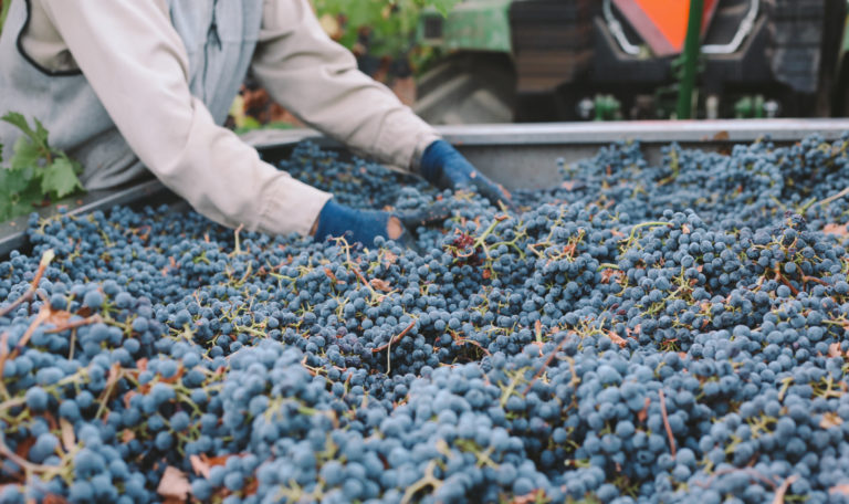 Close-up of freshly harvested purple grapes being touched by a worker's gloved hands.