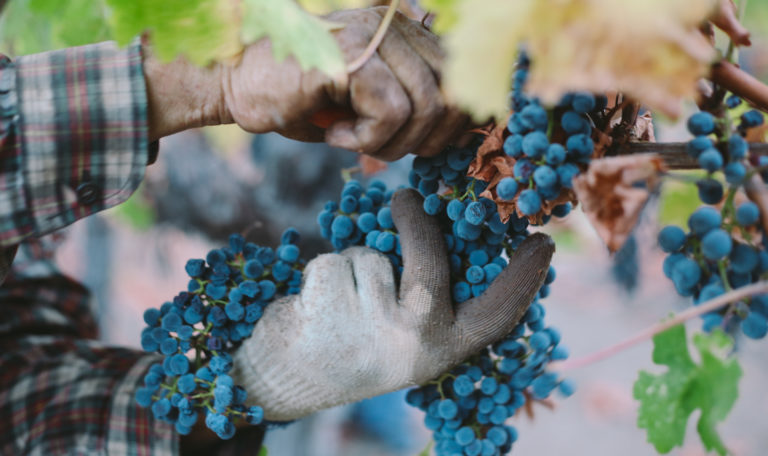 A pair of hands harvesting a bundle of purple grapes. The hand holding the cluster wears a cotton work glove and the leaves are turning yellow.