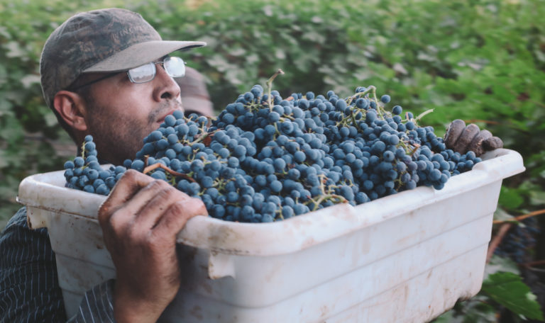 Close-up of a man with glasses and baseball cap carrying a white bucket of freshly harvested purple grapes at chest level.