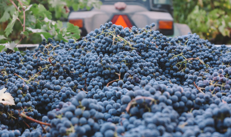 Extreme close-up of freshly harvested purple grapes in a container being pulled by a tractor.