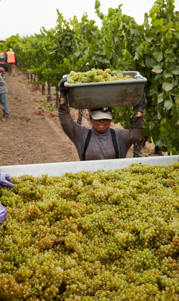 A worker carrying a harvest of green grapes over her head and about to pour them into a large container in a vineyard.