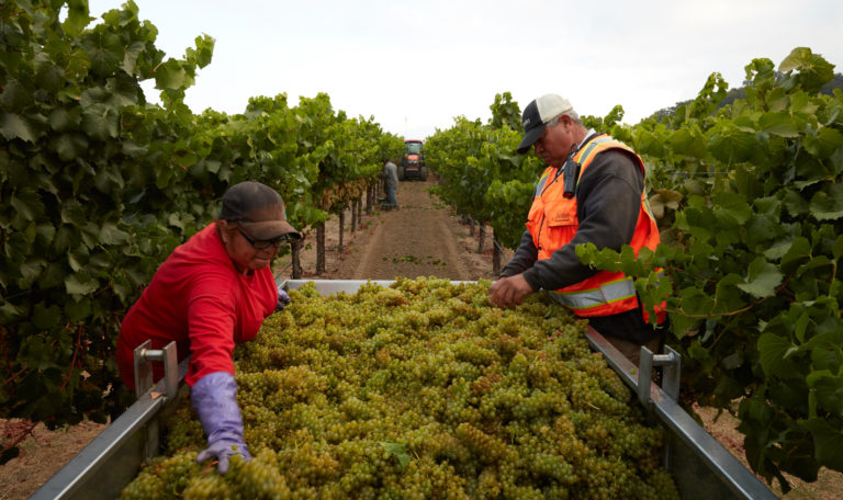 2 workers in a vineyard sorting green chardonnay grapes in a large silver container. Down the row is another worker and a red tractor.