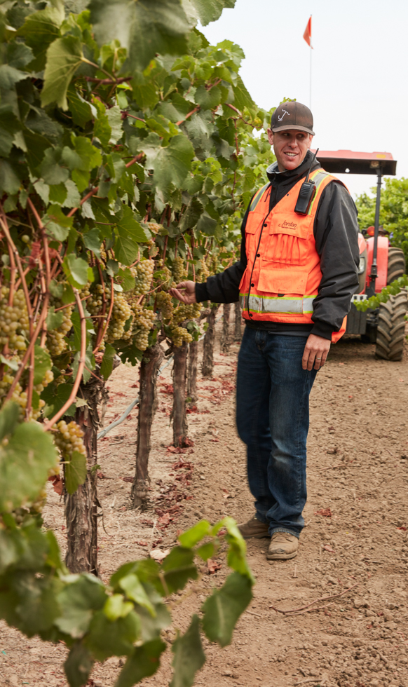A man in an orange safety vest and brown baseball cap plucks a green grape from the vine in front of a tractor.